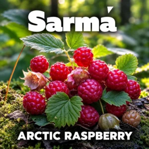 SARMA ARCTIC RASPBERRY
